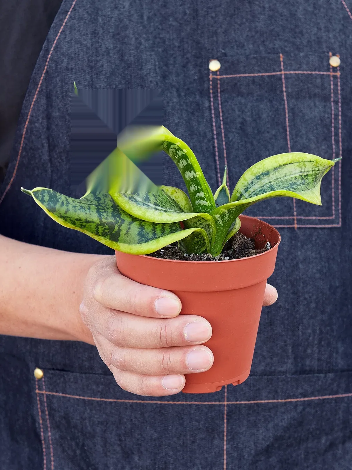 Snake Plant 