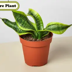 Snake Plant 'Twist' — additional view