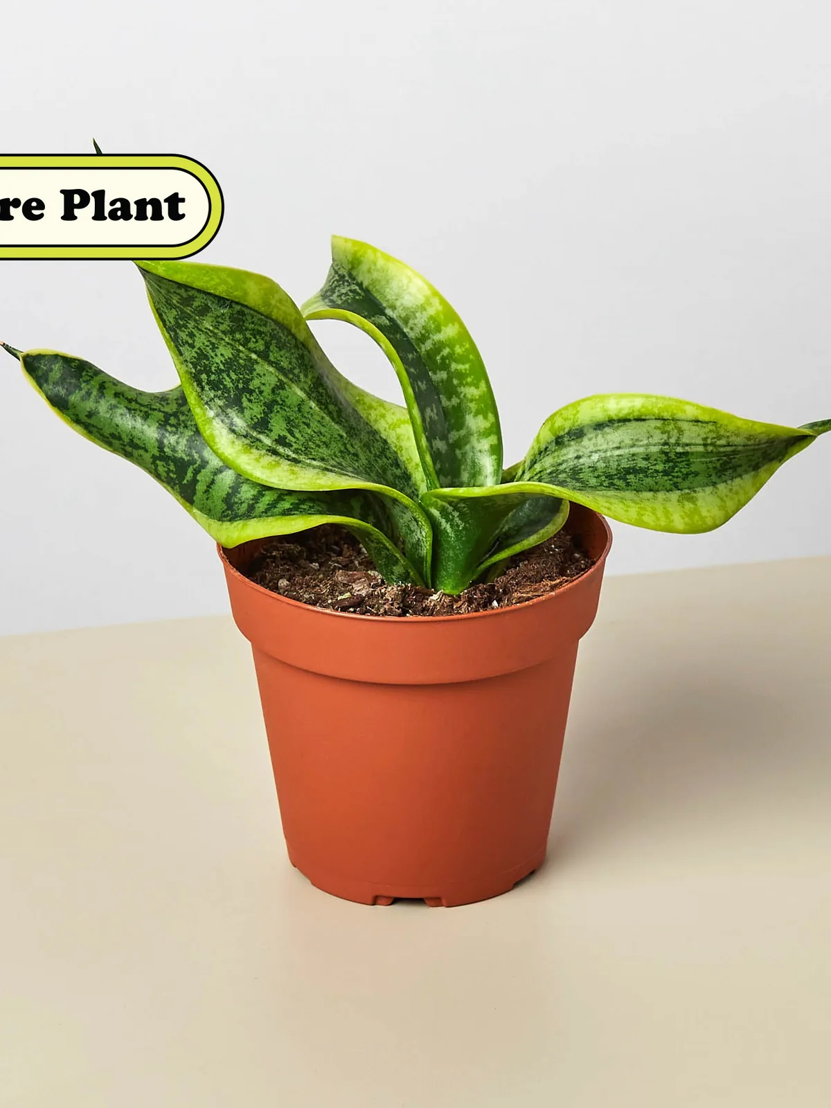 Snake Plant 