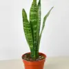 Snake Plant 'Zeylanica'