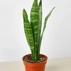 Snake Plant 'Zeylanica'