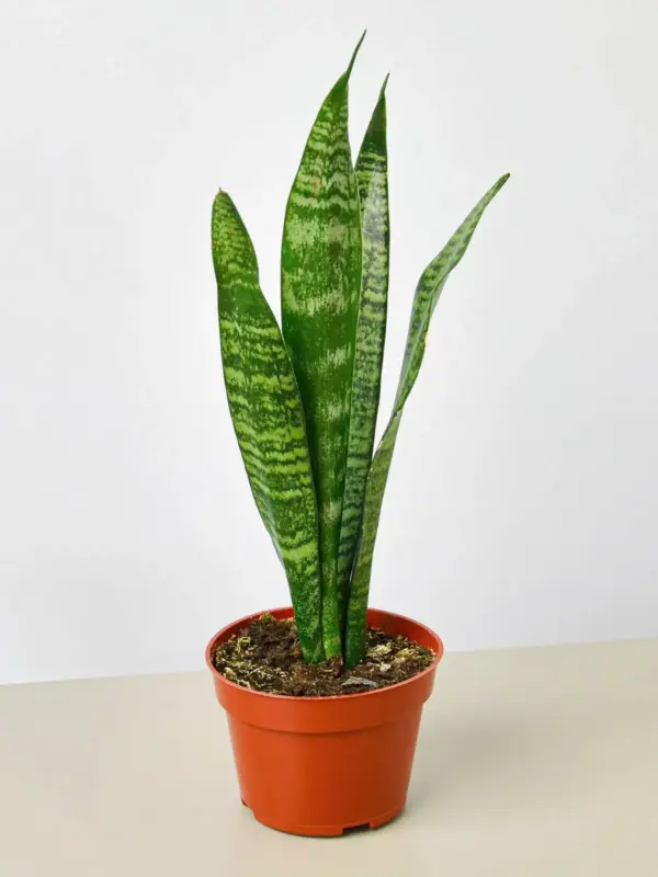 Snake Plant 'Zeylanica'
