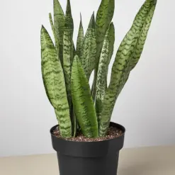 Snake Plant 'Zeylanica' — additional view