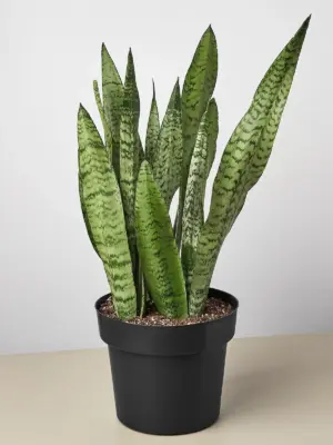 Snake Plant 'Zeylanica' — additional view