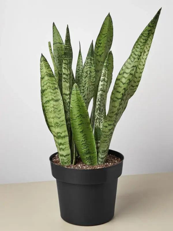 Snake Plant 'Zeylanica' — additional view