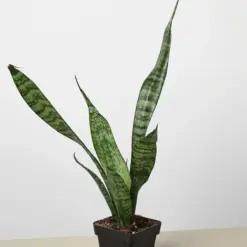 Snake Plant 'Zeylanica' — additional view