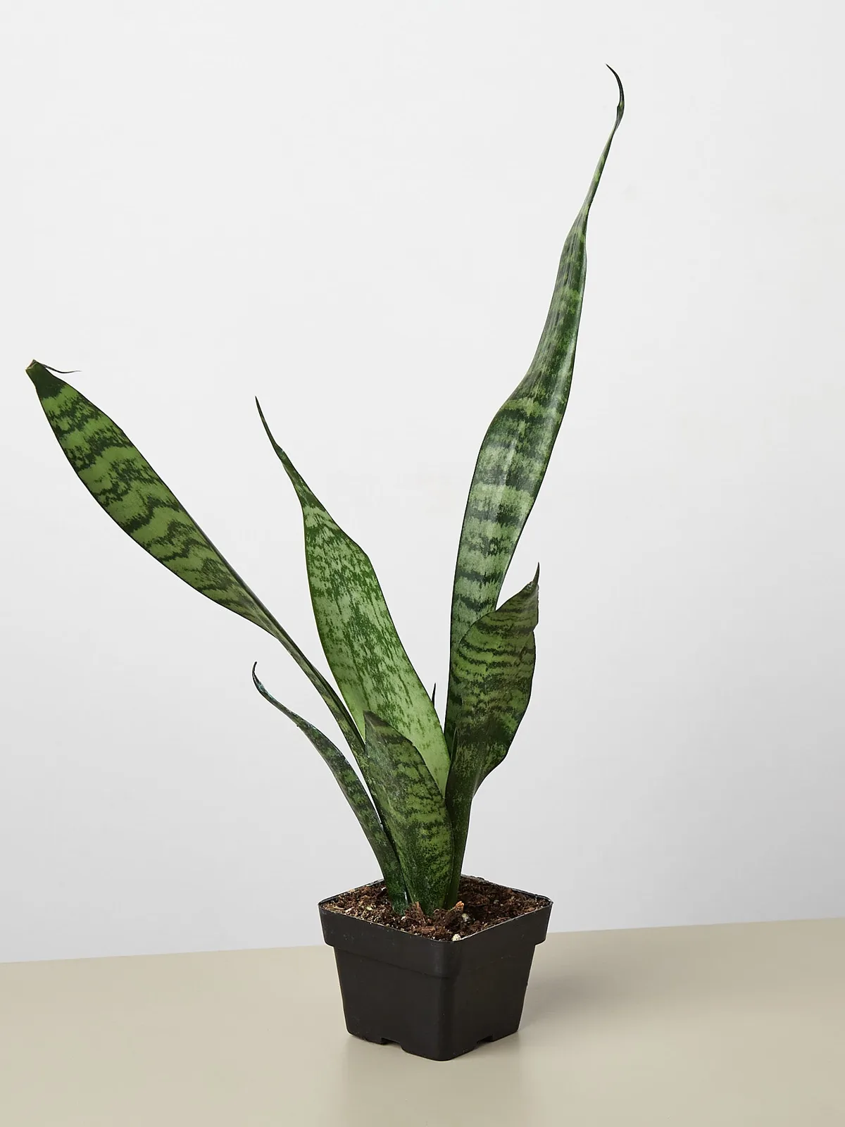 Snake Plant 