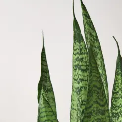 Snake Plant 'Zeylanica' — leaf detail close-up