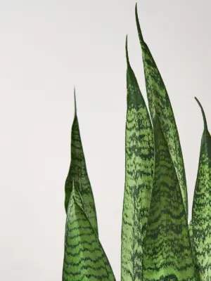 Snake Plant 'Zeylanica' — leaf detail close-up