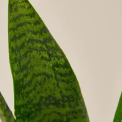 Snake Plant 'Zeylanica' — leaf detail close-up