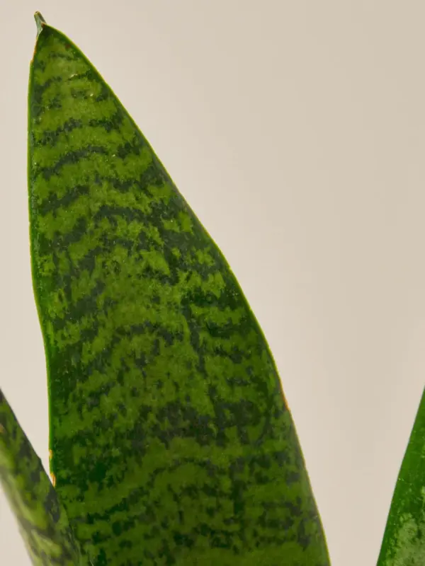 Snake Plant 'Zeylanica' — leaf detail close-up