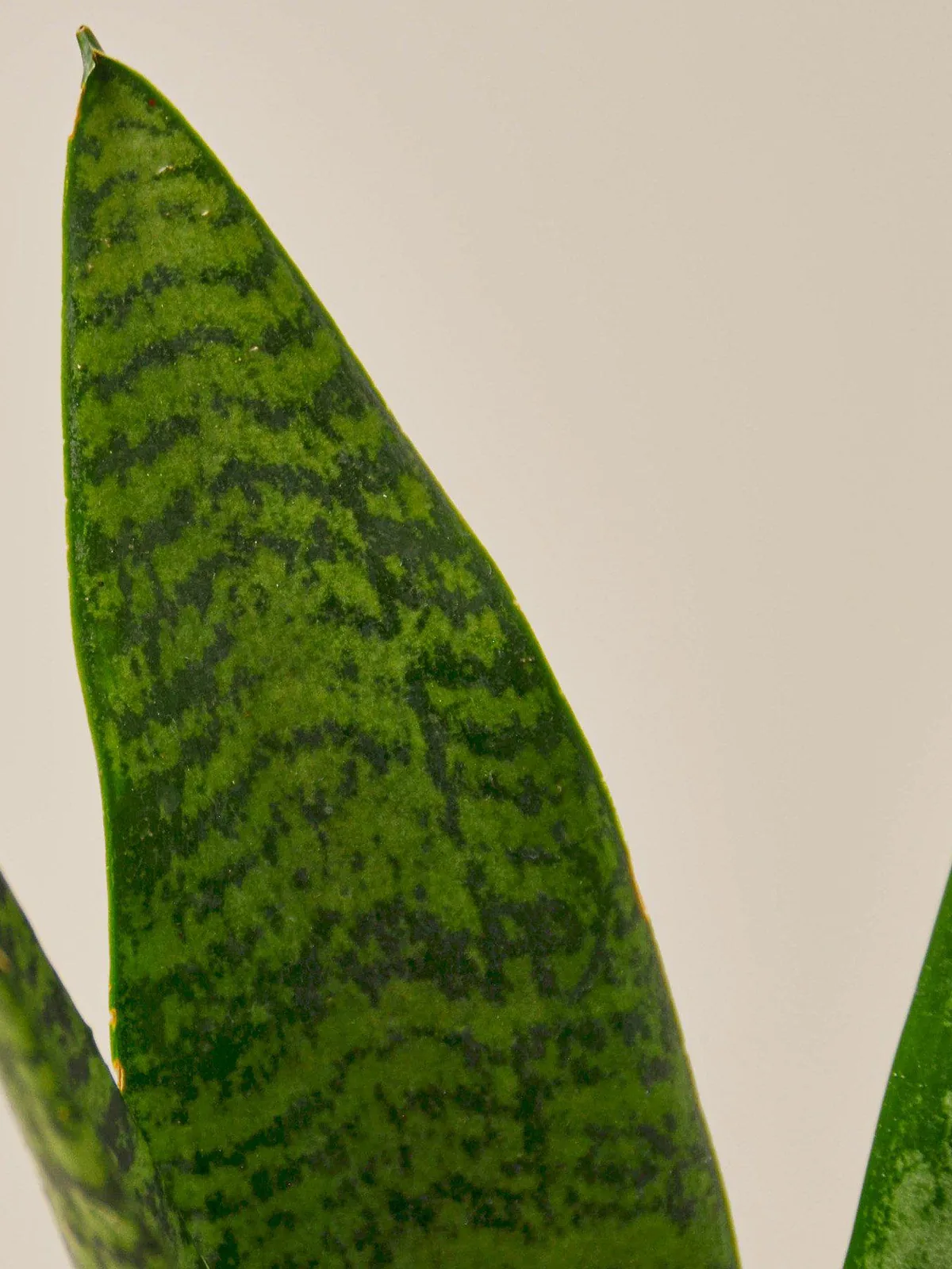 Snake Plant 