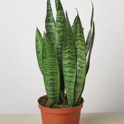 Snake Plant 'Zeylanica' — additional view