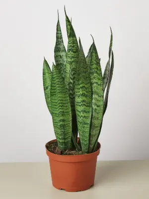 Snake Plant 'Zeylanica' — additional view