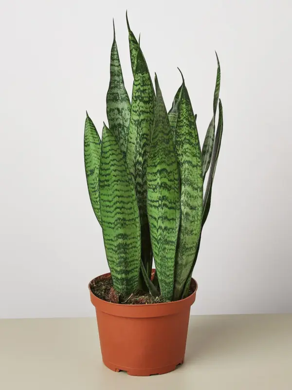 Snake Plant 'Zeylanica' — additional view