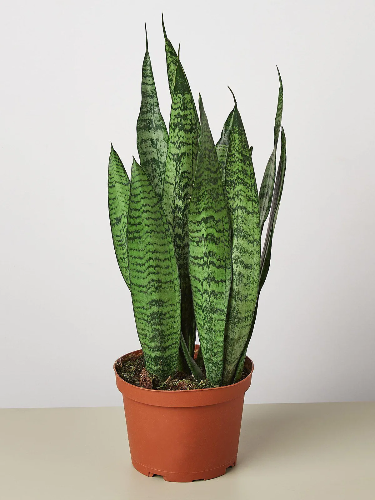 Snake Plant 