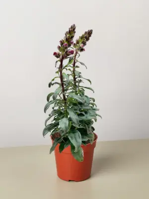 SnapDragon Pink houseplant