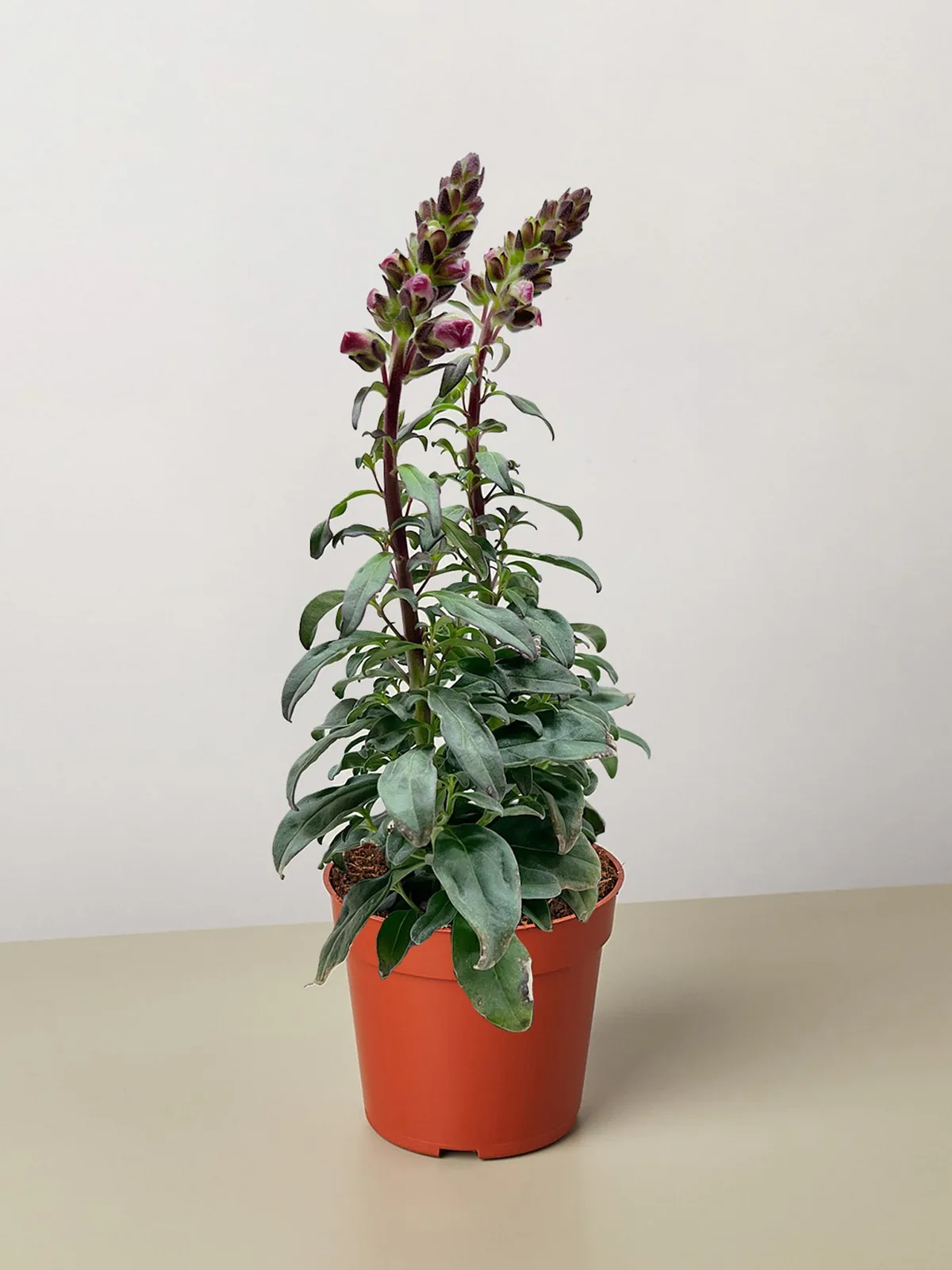 SnapDragon Pink houseplant