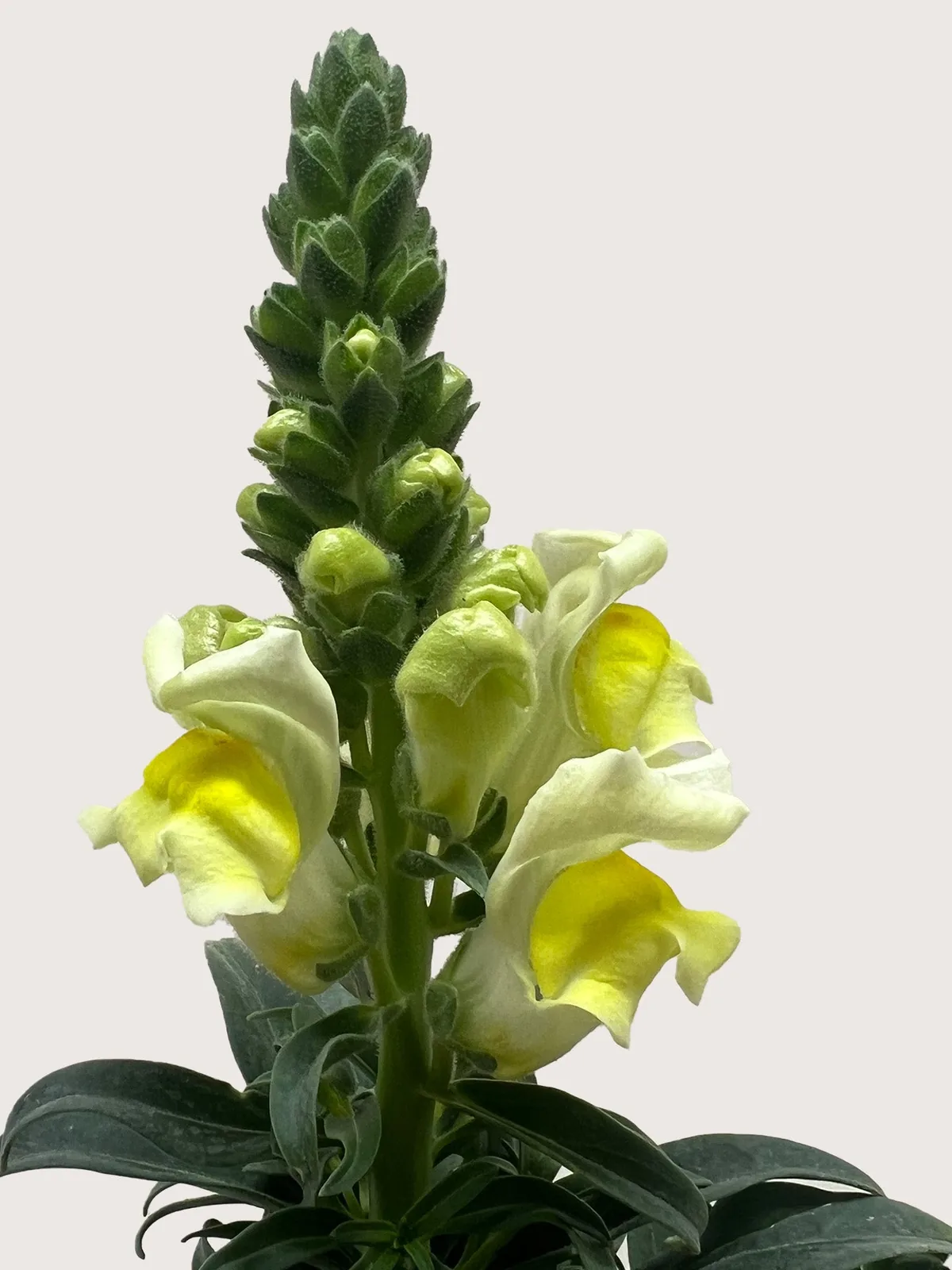 SnapDragon Pink — additional view