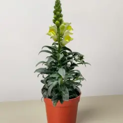 SnapDragon Pink — additional view