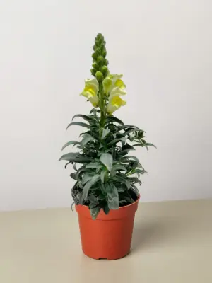 SnapDragon Pink — additional view