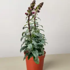 SnapDragon Red houseplant