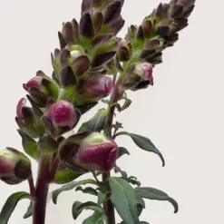 SnapDragon Red — additional view