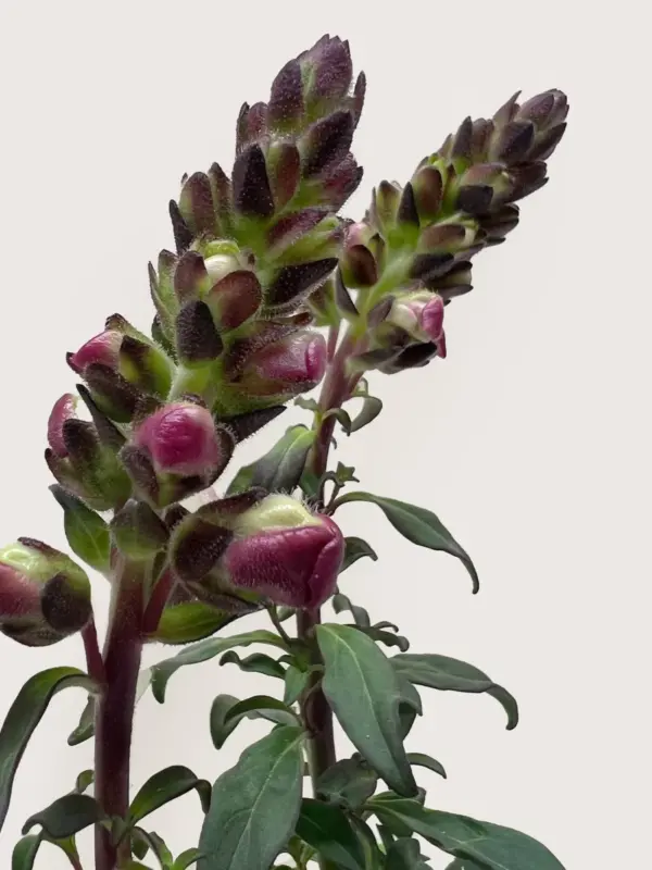 SnapDragon Red — additional view