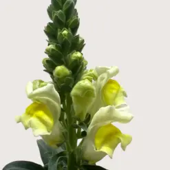 SnapDragon Yellow — additional view
