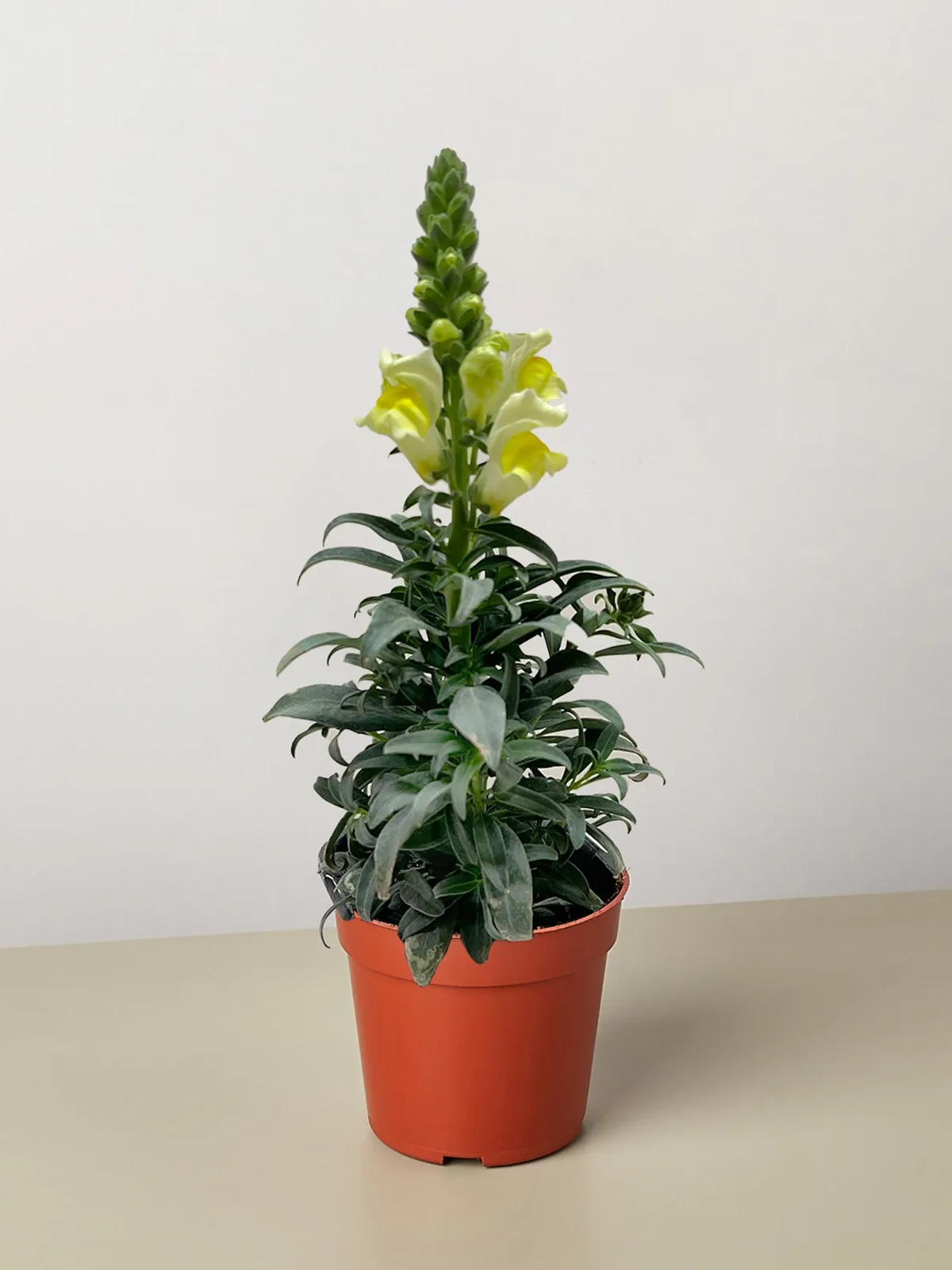 SnapDragon Yellow — additional view