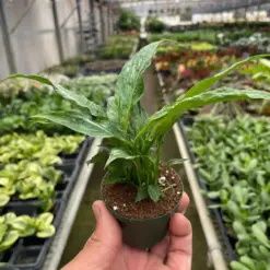 Variegated Spathiphyllum 'Domino' houseplant
