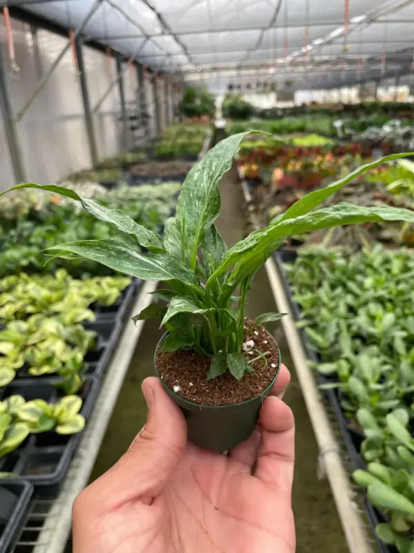 Variegated Spathiphyllum 'Domino' houseplant
