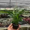 Spathiphyllum 'Peace Lily' Green houseplant