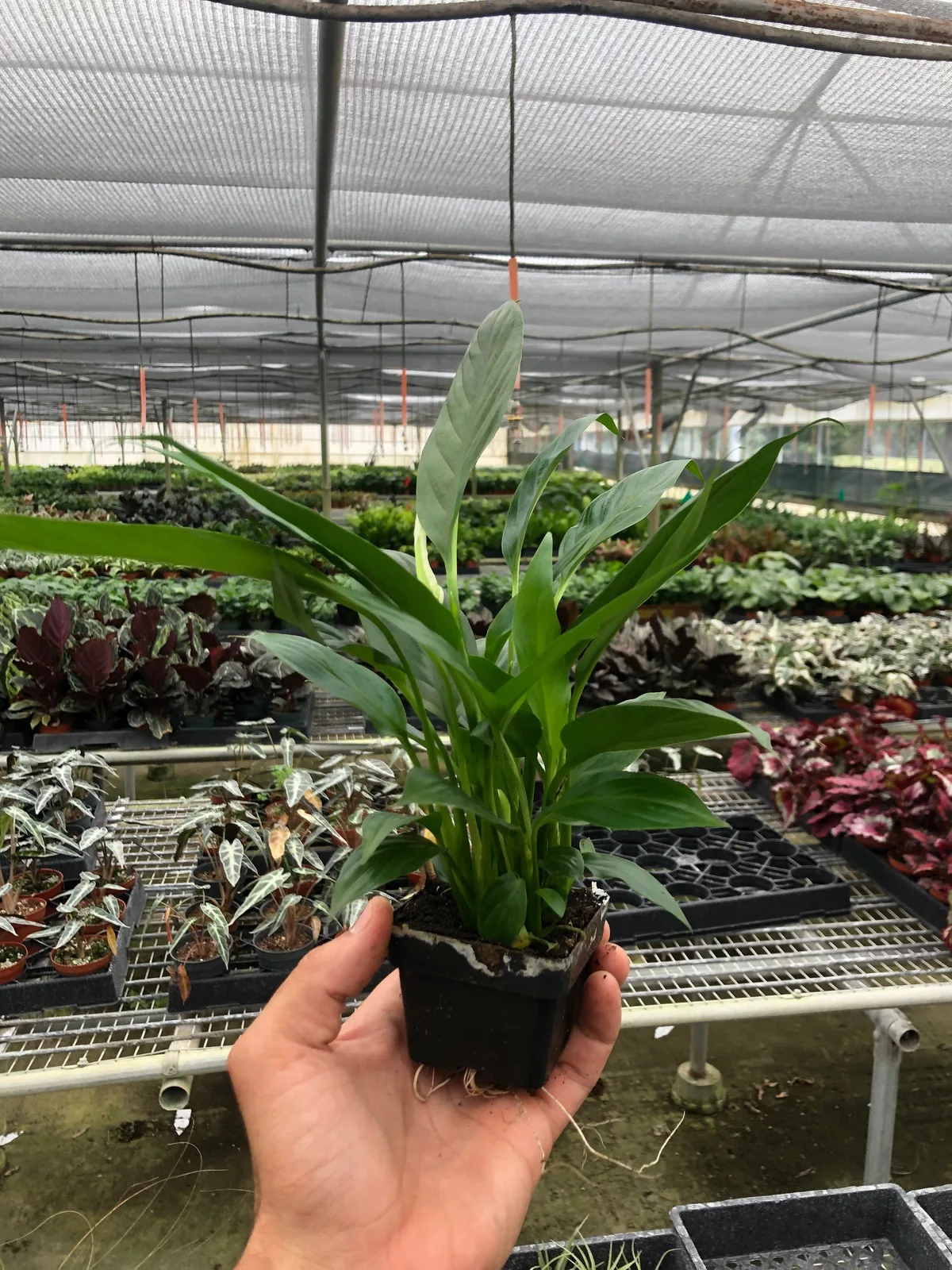 Spathiphyllum 