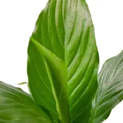 Spathiphyllum 'Peace Lily' Green — additional view
