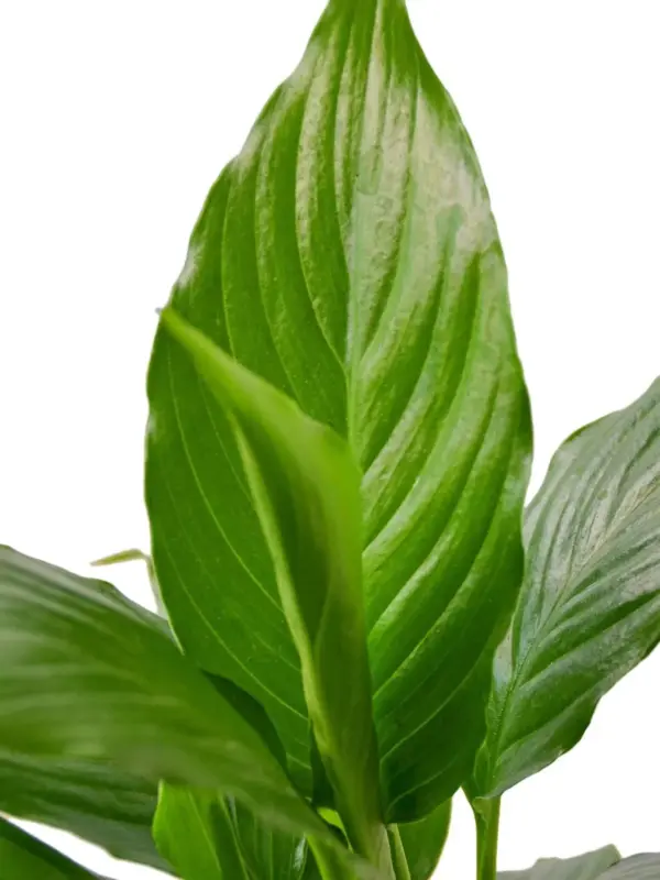 Spathiphyllum 'Peace Lily' Green — additional view