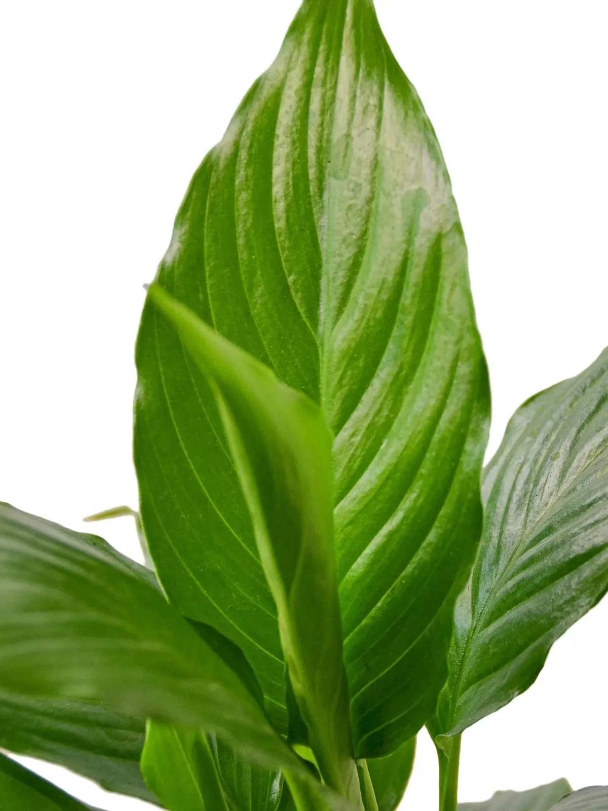 Spathiphyllum 