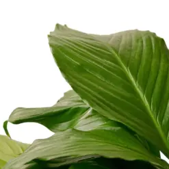 Spathiphyllum 'Peace Lily' Green — additional view