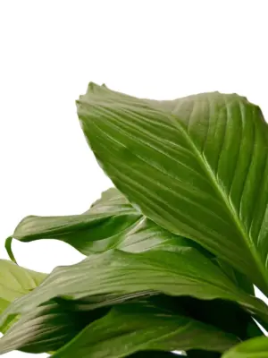 Spathiphyllum 'Peace Lily' Green — additional view