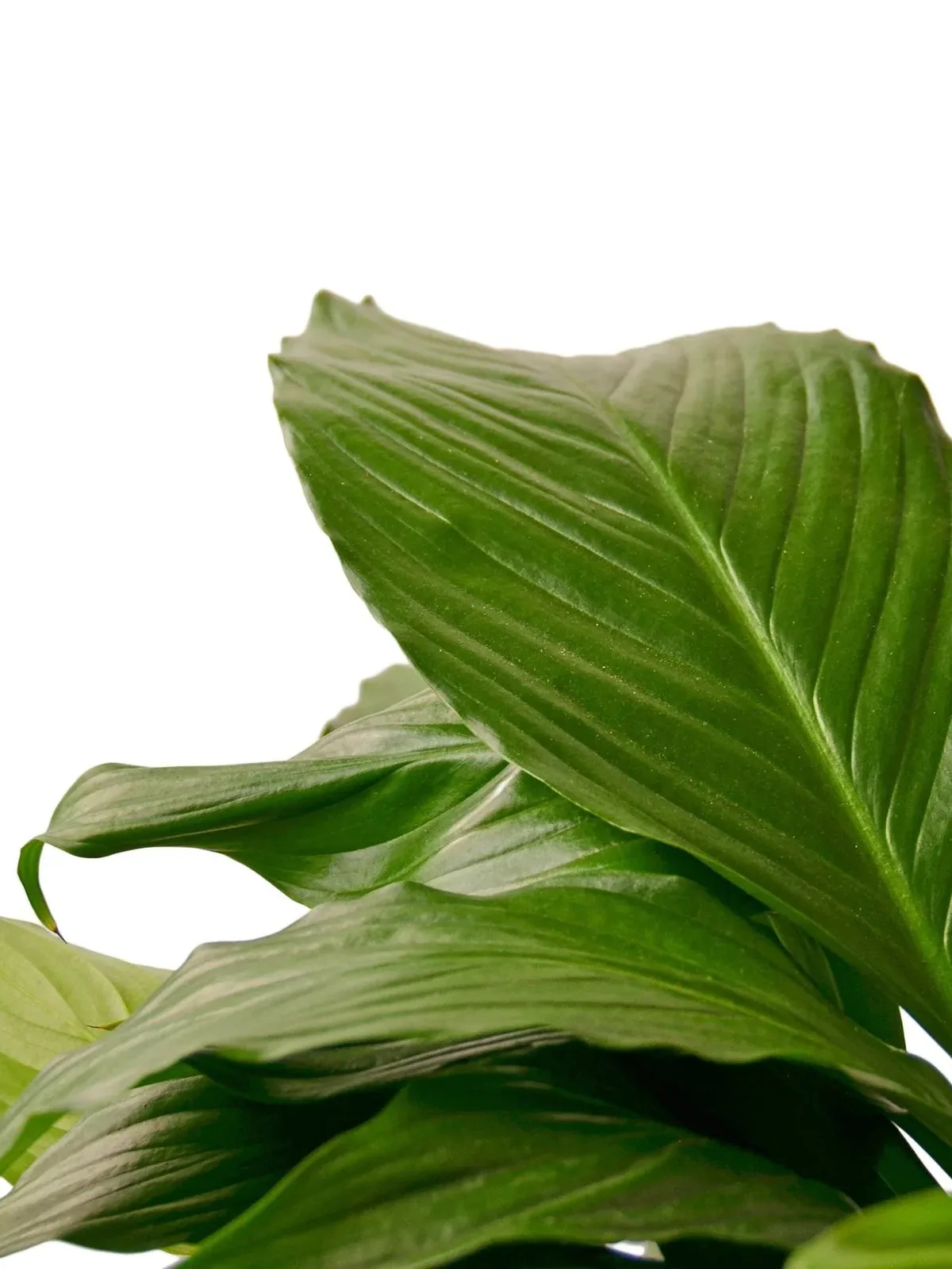 Spathiphyllum 