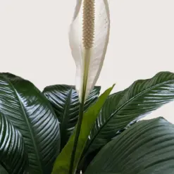 Spathiphyllum 'Peace Lily' Green — additional view
