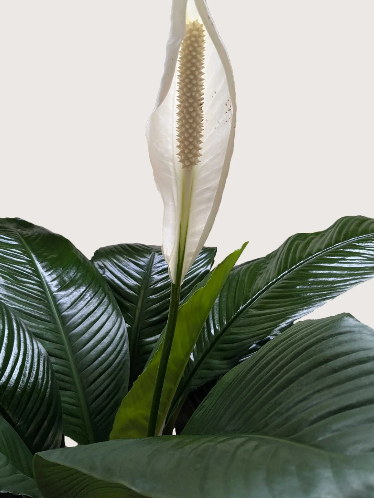 Spathiphyllum 