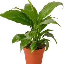 Spathiphyllum 'Peace Lily' Green — additional view