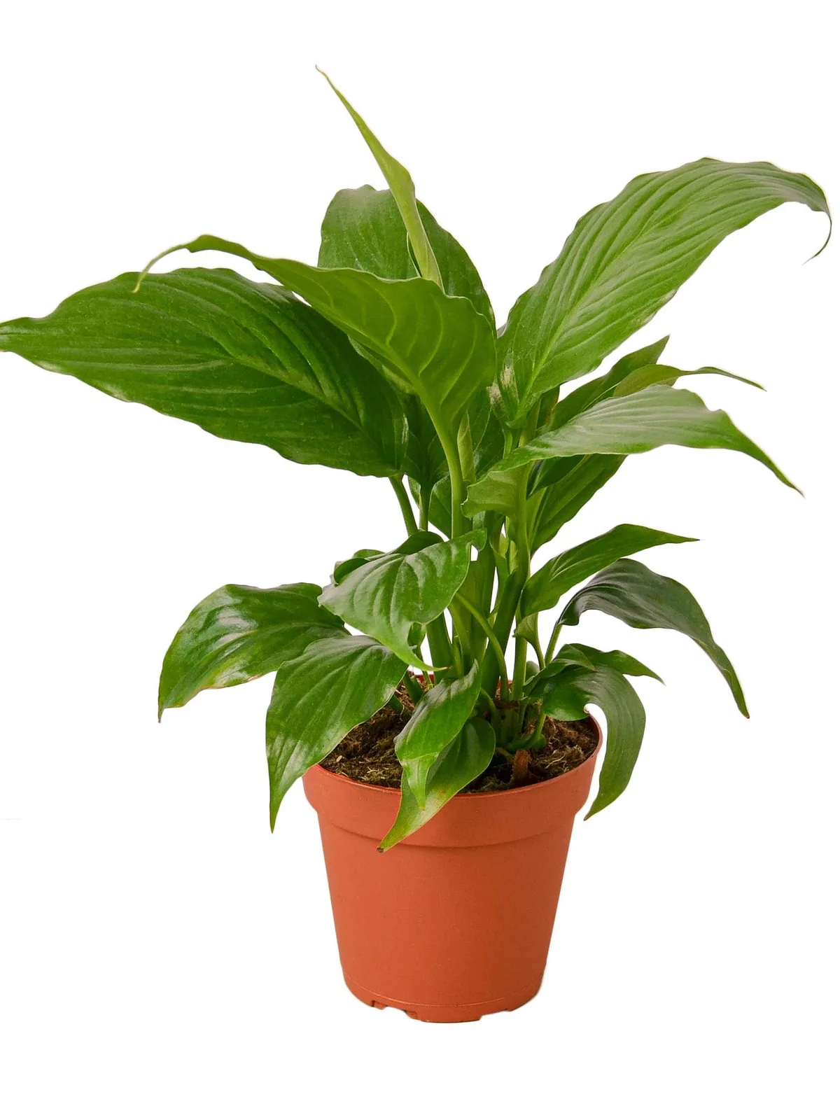 Spathiphyllum 