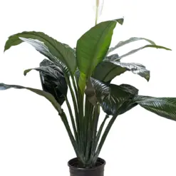 Spathiphyllum 'Peace Lily' Green — additional view