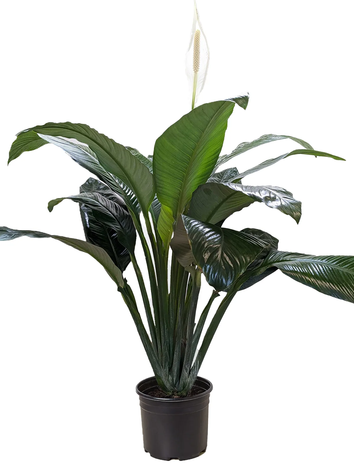 Spathiphyllum 