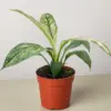 Spathiphyllum Jessica houseplant