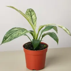Spathiphyllum Jessica houseplant