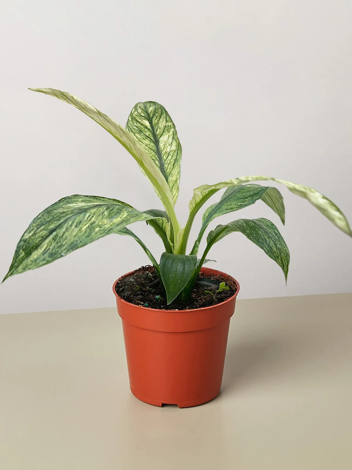 Spathiphyllum Jessica houseplant