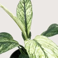Spathiphyllum Jessica — additional view